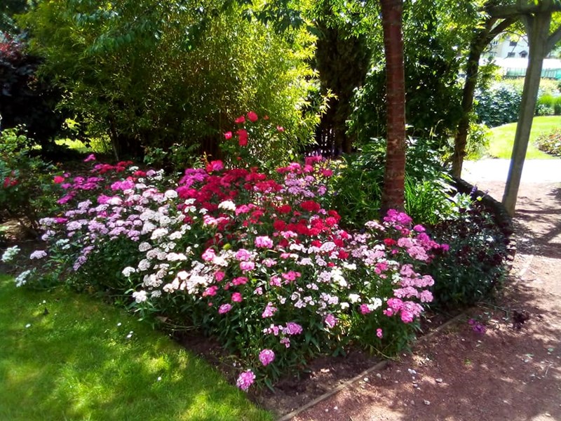 Planted area of pink flowers at side of gravel pathway