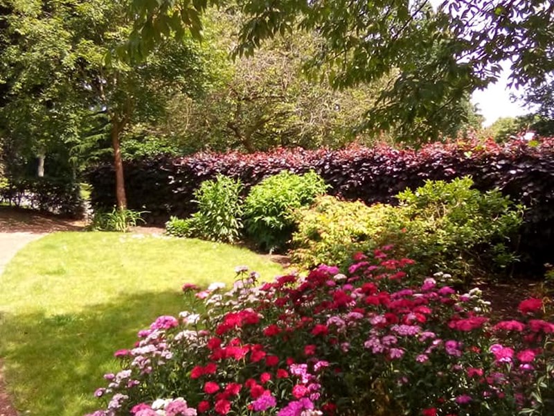 pink flowers planted in grassed area with trees proving shade