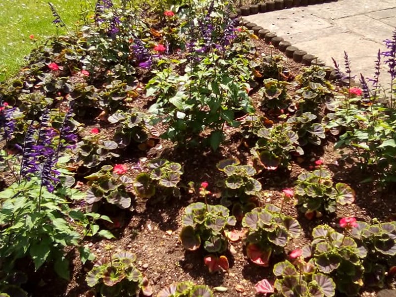 young plants in newly planted area