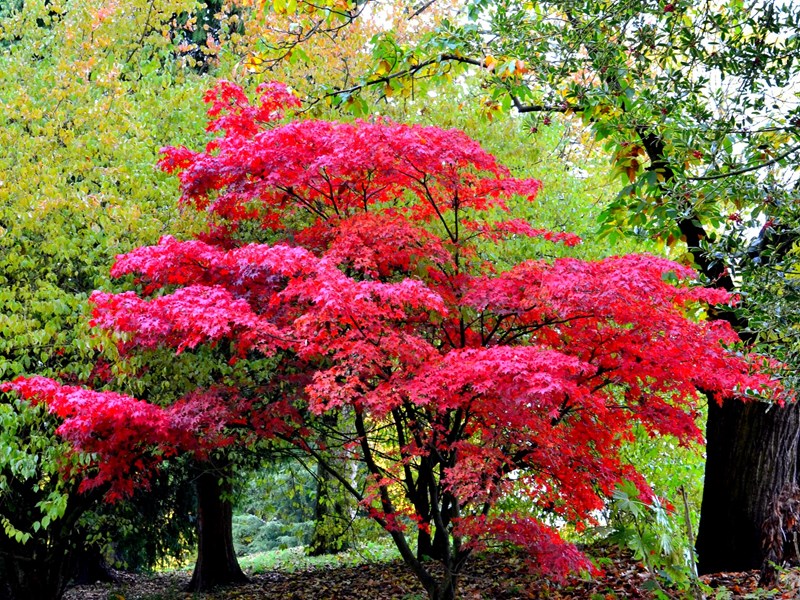 trees in autumn