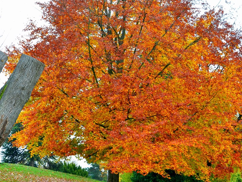tree in autumn