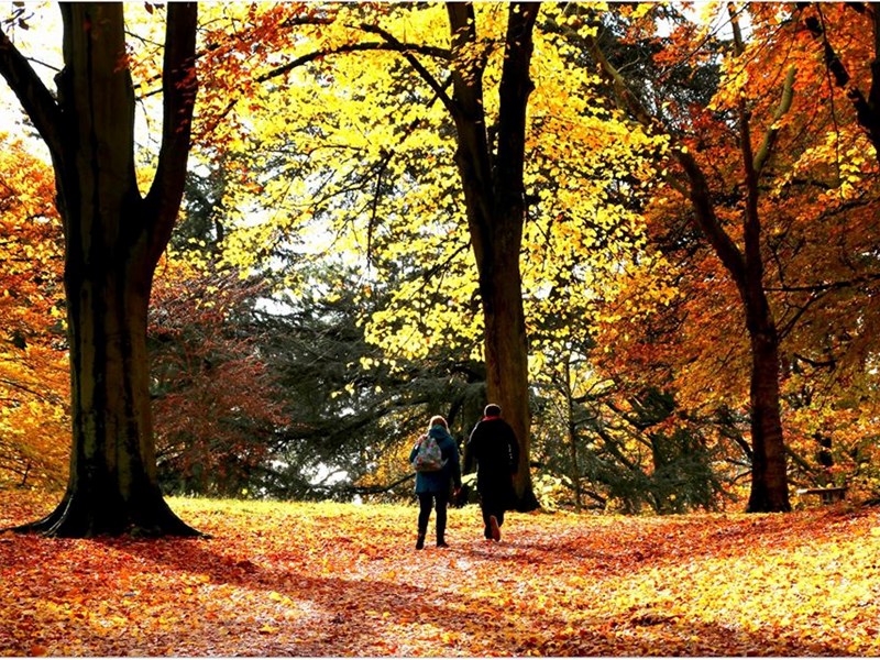 Autumn trees in park